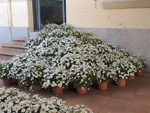 Girona Temps de Flors 2014. Espais, patis i exposicions diversos