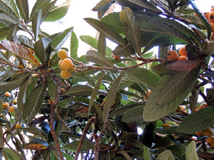 Girona Temps de Flors 2014. Espais, patis i exposicions diversos