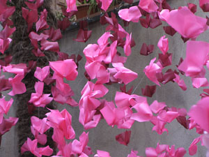 Girona Temps de Flors 2014. Espais, patis i exposicions diversos