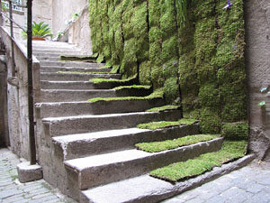 Girona Temps de Flors 2014. Patis del carrer de la For&ccedil;a