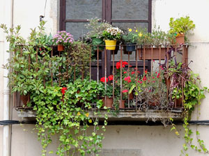 Girona Temps de Flors 2014. Els balcons de Girona