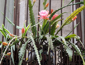 Girona Temps de Flors 2014. Els balcons de Girona