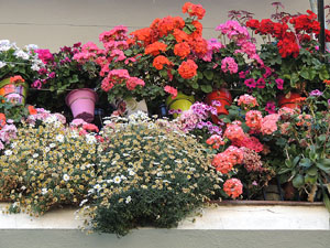 Girona Temps de Flors 2014. Els balcons de Girona