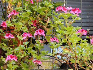 Girona Temps de Flors 2014. Els balcons de Girona