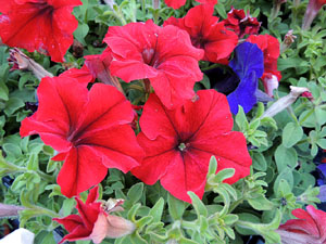 Girona Temps de Flors 2014. Els balcons de Girona