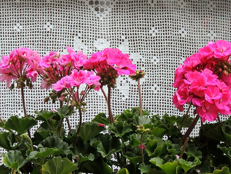 Girona Temps de Flors 2014. Els balcons de Girona