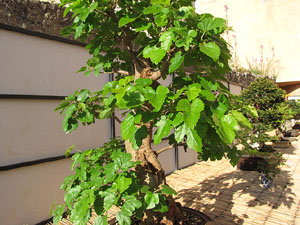 Girona Temps de Flors 2014. El Museu d'Hist&ograve;ria