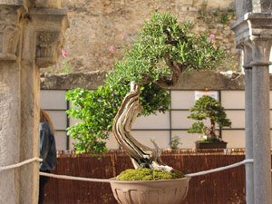 Girona Temps de Flors 2014. El Museu d'Hist&ograve;ria