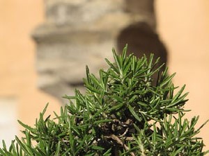 Girona Temps de Flors 2014. El Museu d'Hist&ograve;ria