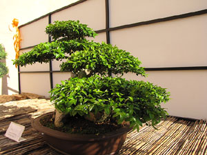 Girona Temps de Flors 2014. El Museu d'Hist&ograve;ria