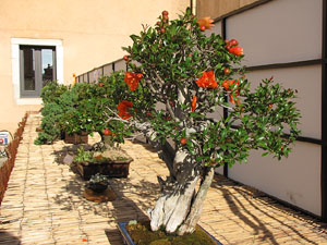 Girona Temps de Flors 2014. El Museu d'Hist&ograve;ria