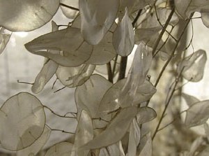 Girona Temps de Flors 2014. La Capella de Santa Ll&uacute;cia