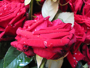 Girona Temps de Flors 2014. La Casa Lle&oacute; Avinay