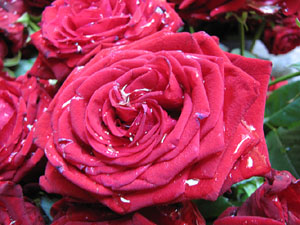 Girona Temps de Flors 2014. La Casa Lle&oacute; Avinay