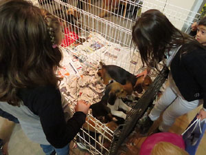 Fires de Girona 2014. La 53a. Fira de Mostres a Fira de Girona