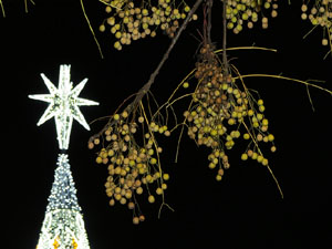 Nadal 2014 a Girona. La decoraci&oacute; nadalenca dels carrers