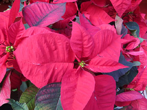 Nadal 2014 a Girona. Els mercats de Nadal. Firanadal, mercat del Cul de la Lleona, de la pla&ccedil;a Catalunya... 