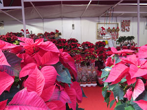 Nadal 2014 a Girona. Els mercats de Nadal. Firanadal, mercat del Cul de la Lleona, de la pla&ccedil;a Catalunya... 