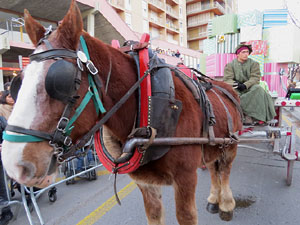 La Cavalcada de Reis 2015. Preparaci&oacute; de la Cavalcada