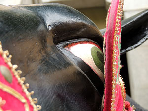 Festes de Primavera de Girona 2015. Presentaci&oacute; de la Mula Baba