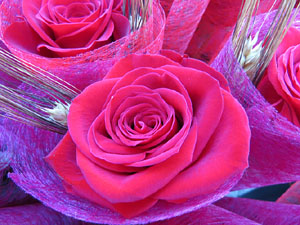 Sant Jordi 2015 a Girona