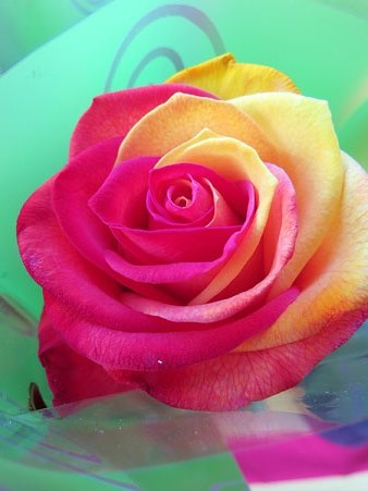 Una rosa a la Rambla de la Llibertat