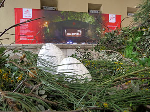 Temps de Flors 2015. La pla&ccedil;a del Vi, l'Ajuntament i el Teatre Municipal