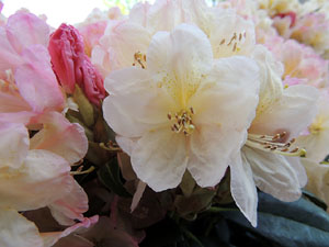 Temps de Flors 2015. Altres espais