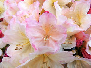 Temps de Flors 2015. Altres espais