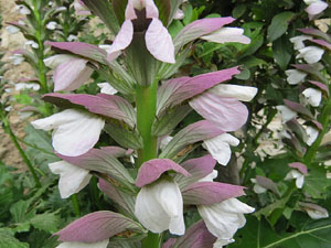 Temps de Flors 2015. Jardins de l'&Agrave;ngel i de John Lennon