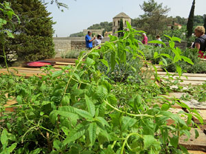 Temps de Flors 2015. El Passeig Arqueològic