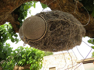 Temps de Flors 2015. Museu d'Art - Jardí