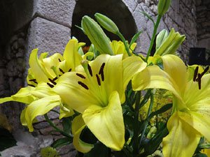 Temps de Flors 2015. Els Banys Àrabs