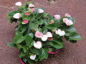 Temps de Flors 2015. Els Banys &Agrave;rabs