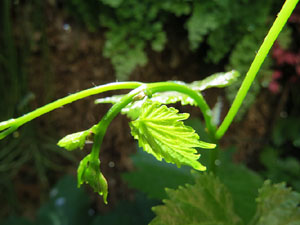 Temps de Flors 2015. Centre Bonastruc &ccedil;a Porta