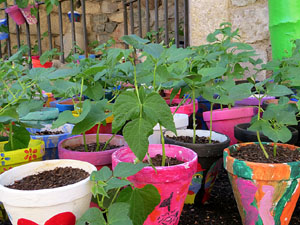 Temps de Flors 2015. Les escales de la Catedral i voltants
