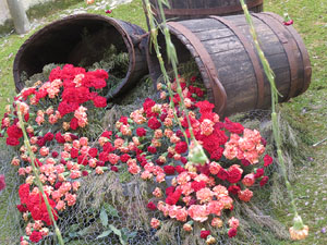 Temps de Flors 2015. Les escales de la Catedral i voltants