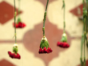 Temps de Flors 2015. Les escales de la Catedral i voltants