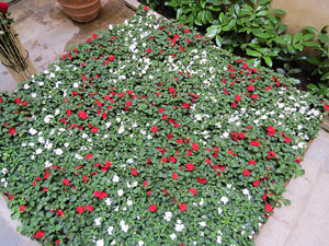 Temps de Flors 2015. Palaus, patis i espais del carrer Ciutadan