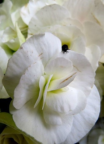 Flors de la decoraci&oacute;