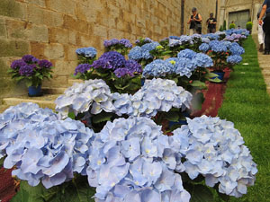 Temps de Flors 2015. Escales de Sant Feliu