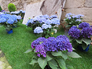 Temps de Flors 2015. Escales de Sant Feliu