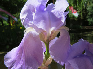 Temps de Flors 2015. Jardins del Doctor Figueras