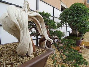 Temps de Flors 2015. Museu d'Història de Girona