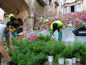 Temps de Flors 2015. La preparació