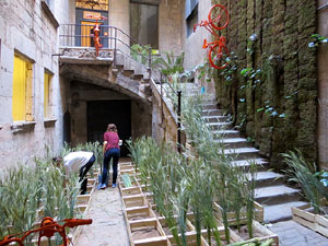 Temps de Flors 2015. La preparació