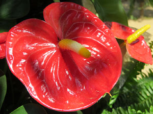 Temps de Flors 2015. Mirador del carrer de les Dones