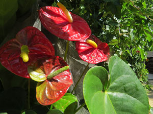 Temps de Flors 2015. Mirador del carrer de les Dones