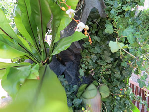 Temps de Flors 2015. Mirador del carrer de les Dones