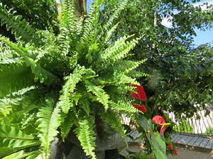 Temps de Flors 2015. Mirador del carrer de les Dones